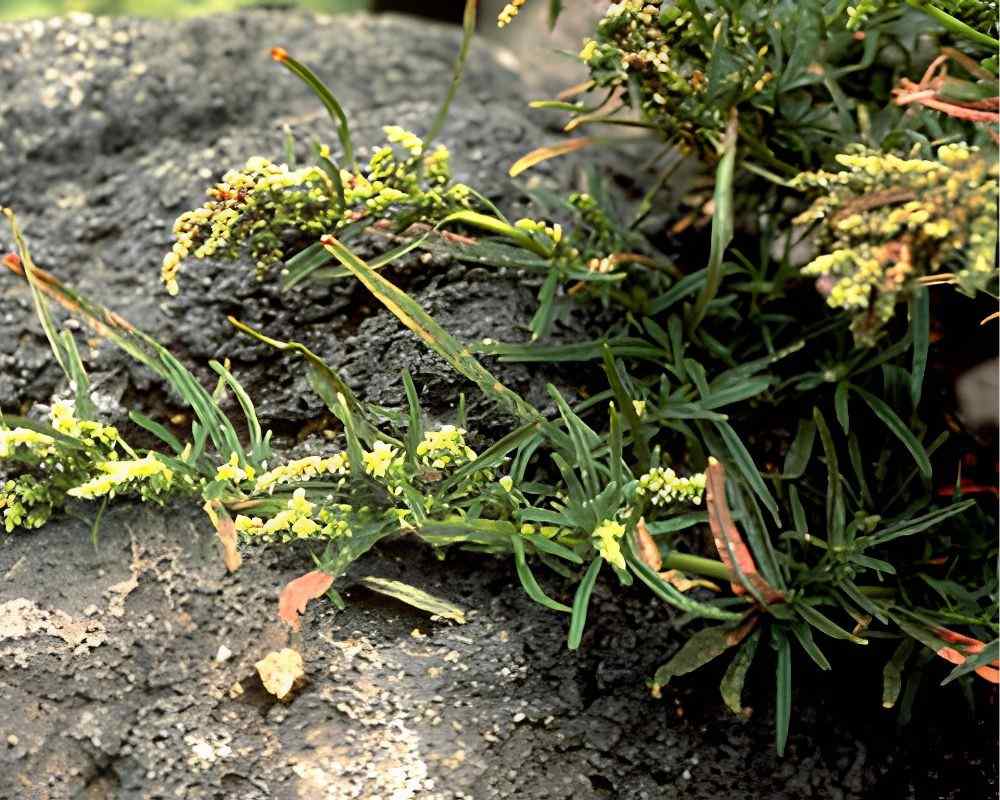 acalypha rubrinervis