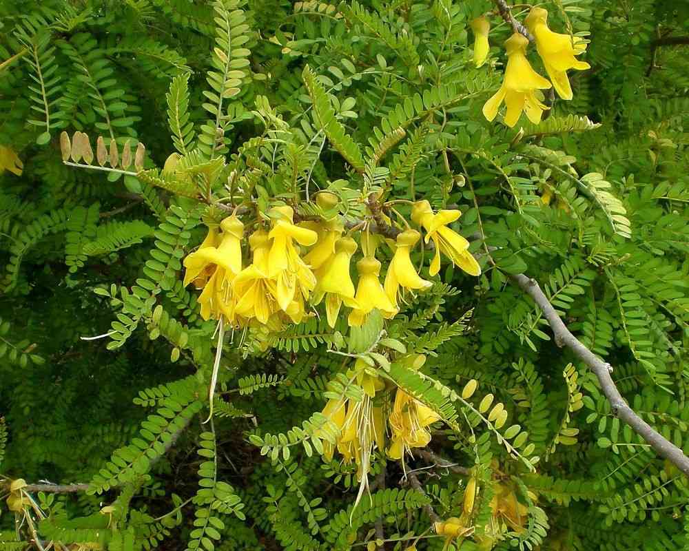 amaranthus brownii