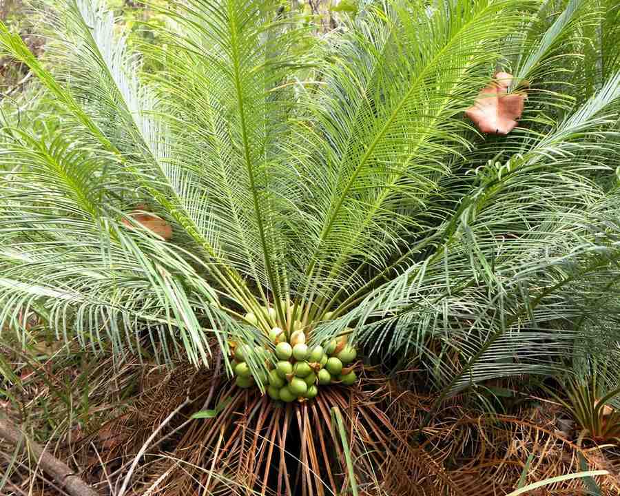 beddome's cycad