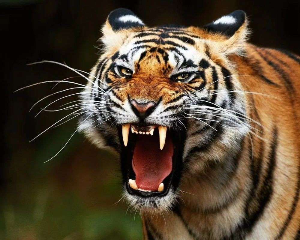 bengal tiger