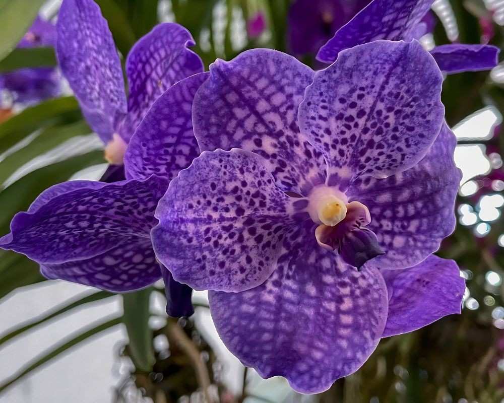 blue vanda