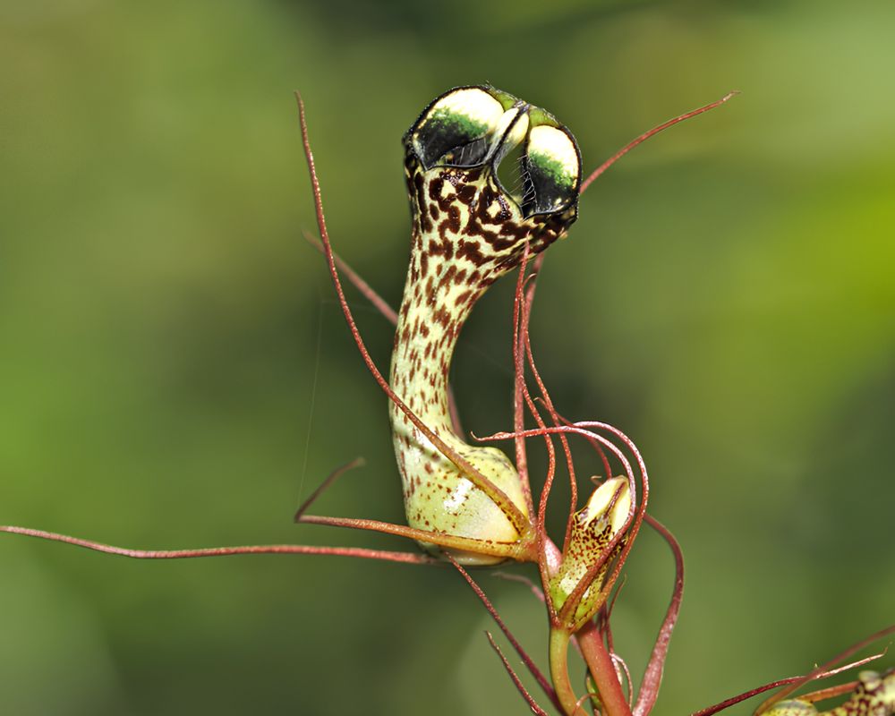 ceropegia fantastica