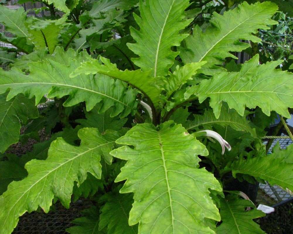 cyanea arborea