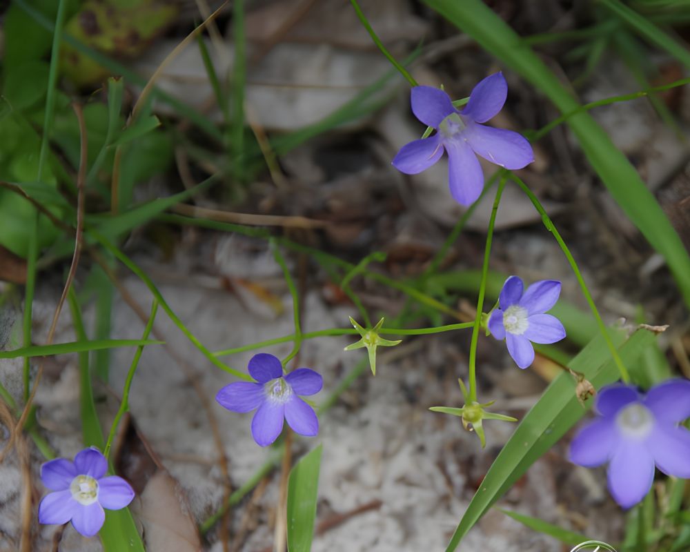 delissea undulata
