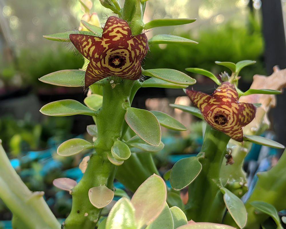 frerea indica