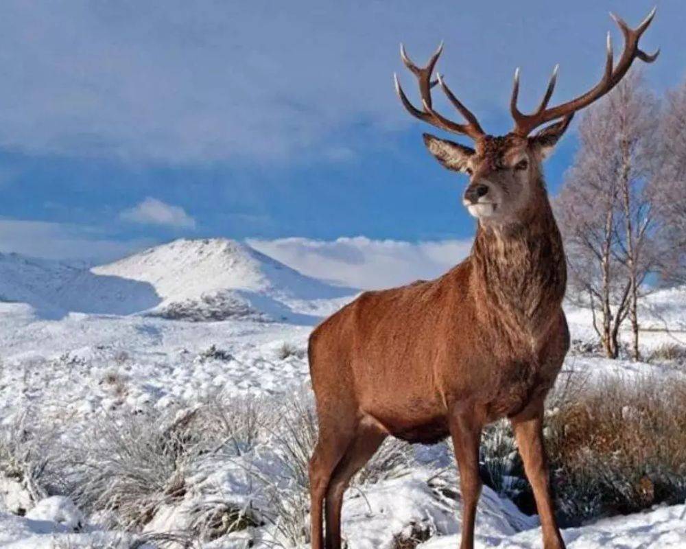 hangul animal