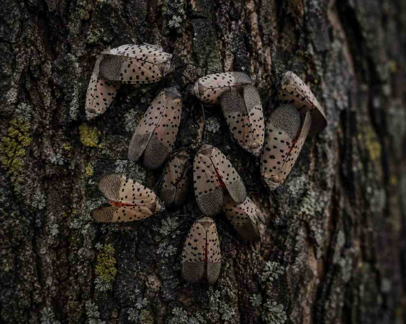 invasive species