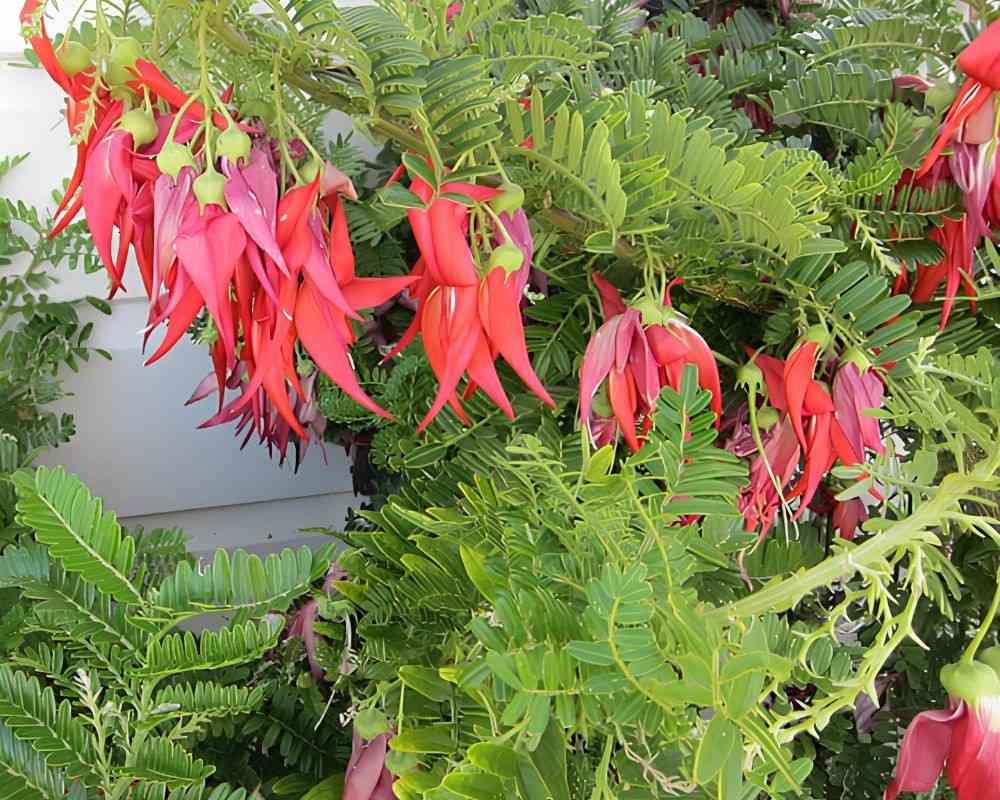 kokia lanceolata