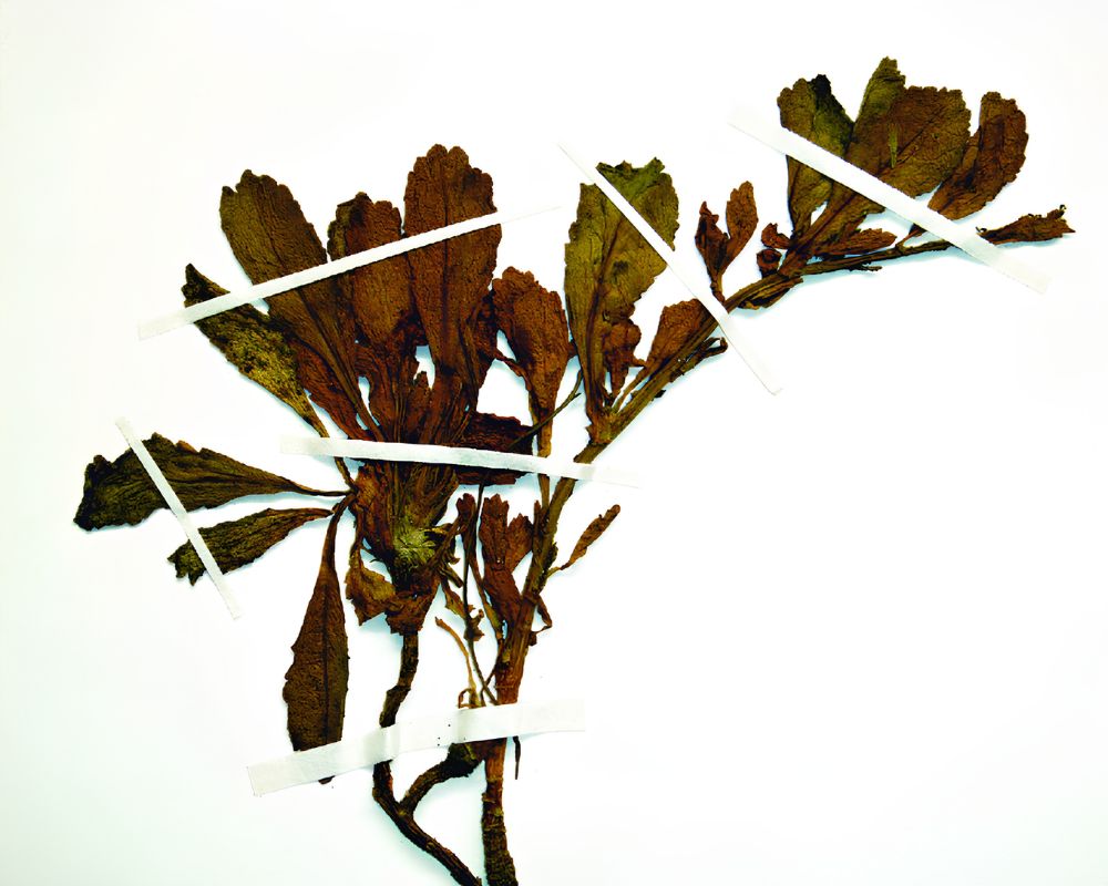 lepidium obtusatum