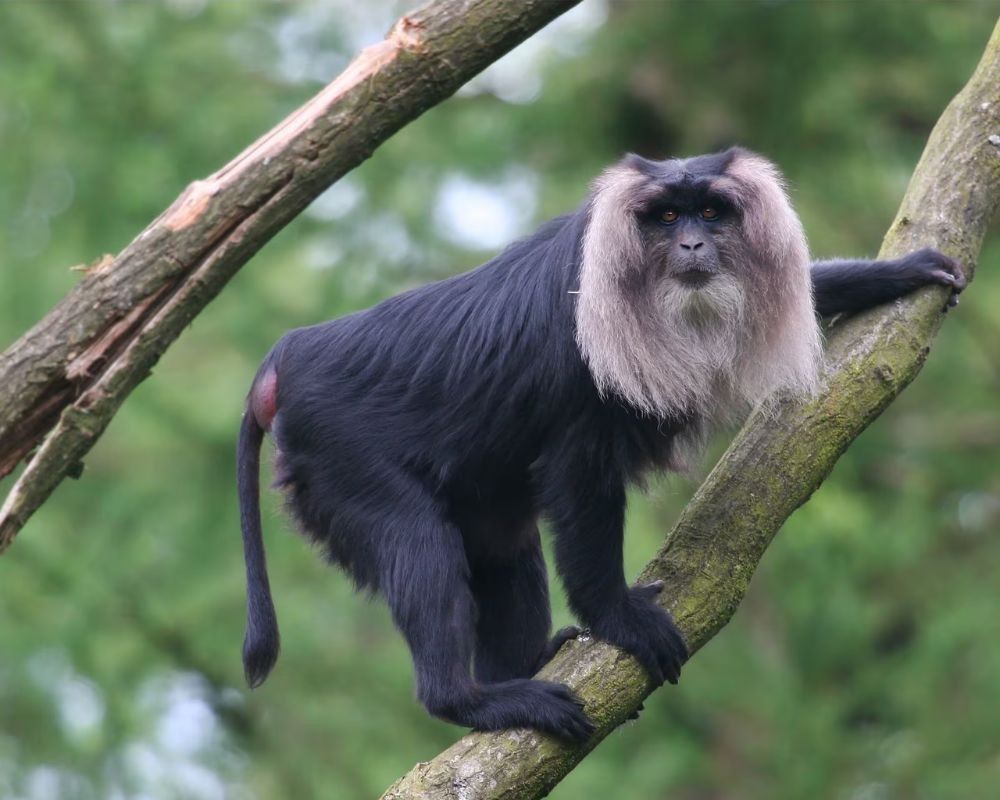 lion tailed macaque