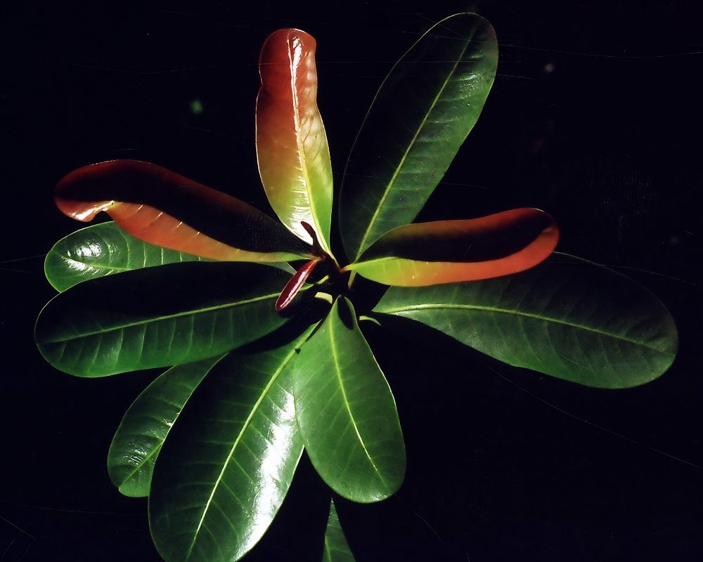 madhuca insignis