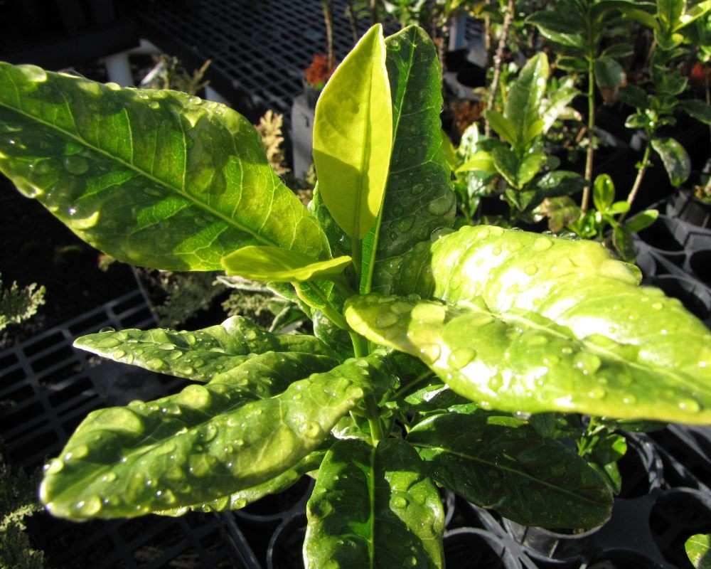 melicope obovata
