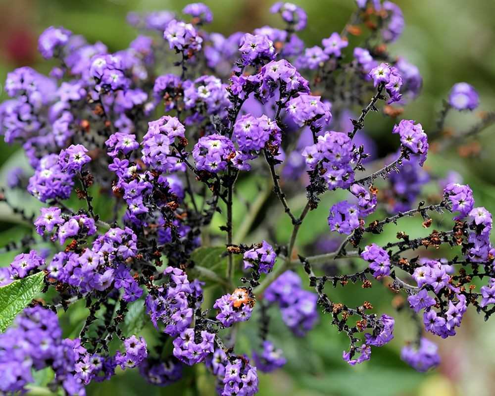 oldenlandia adscensionis