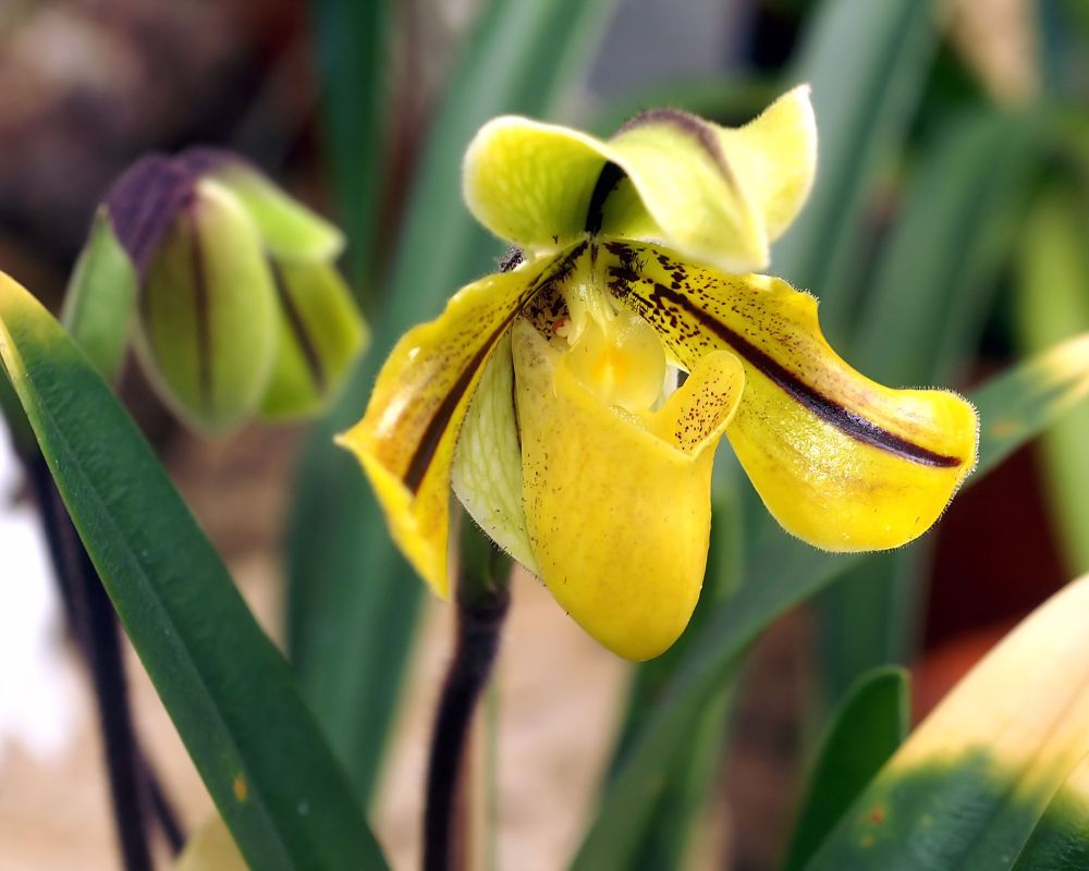 paphiopedilum druryi