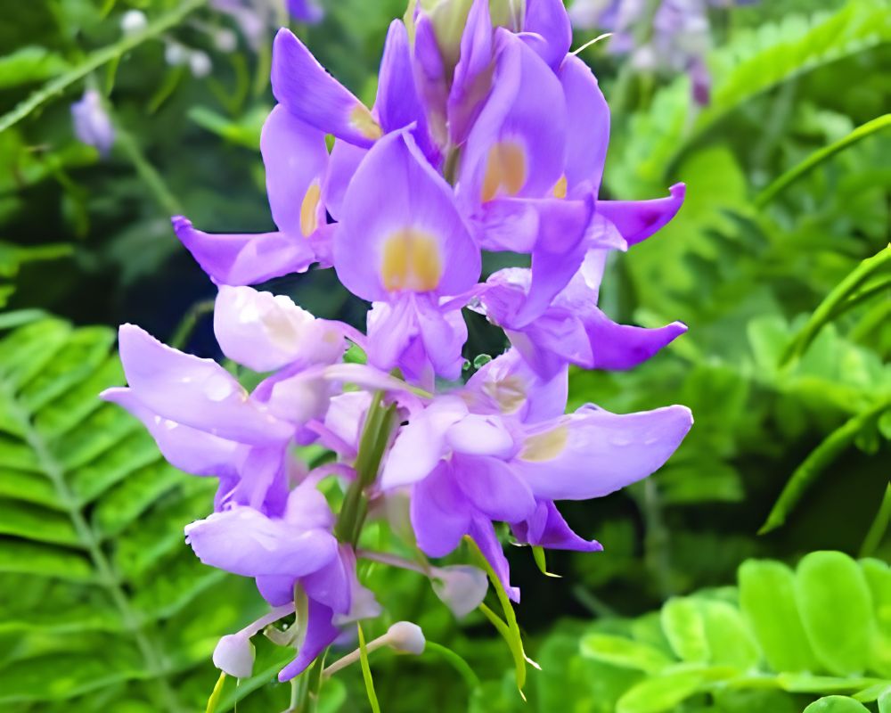 phillip island glory pea