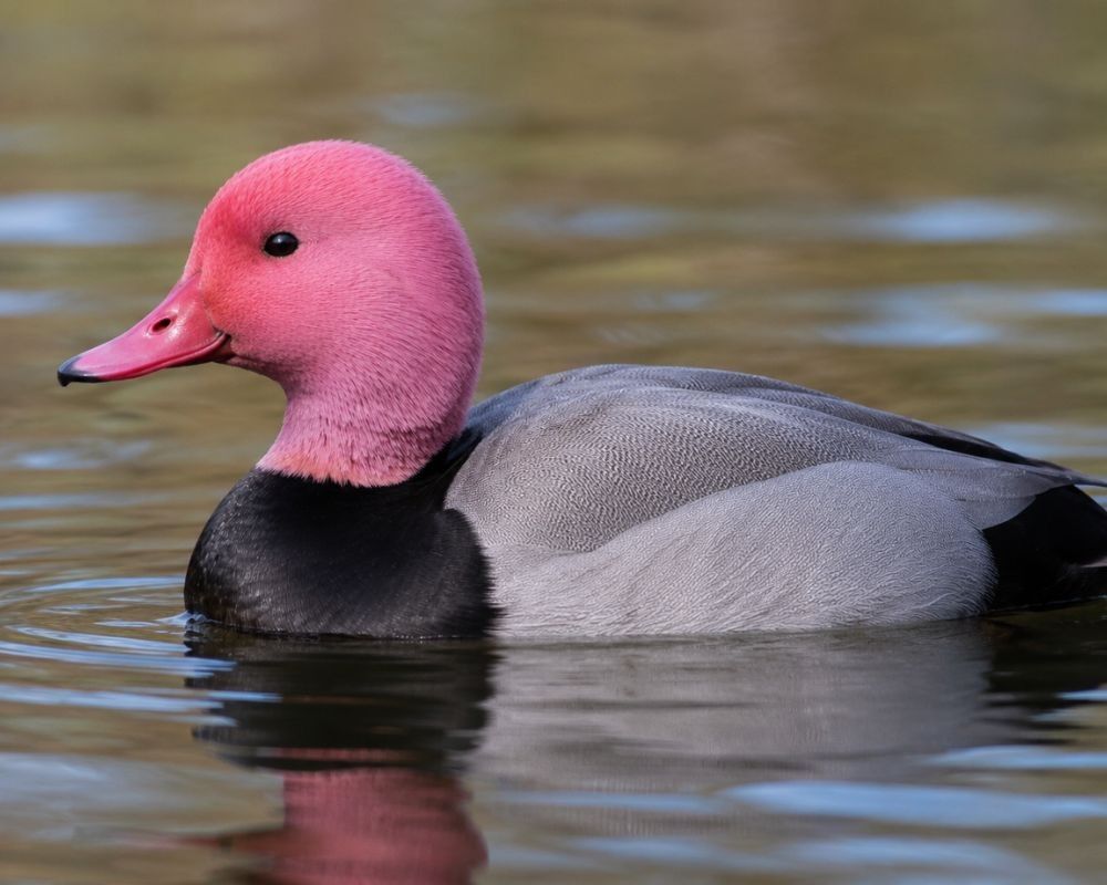 pink headed duck