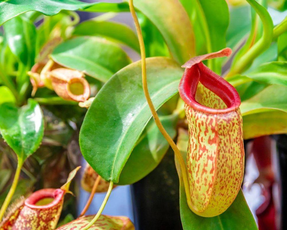 pitcher plant