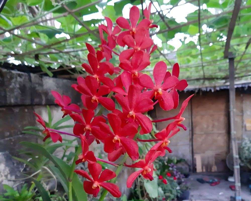 red vanda
