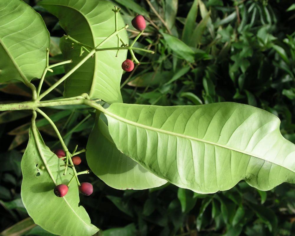 syzygium travancoricum