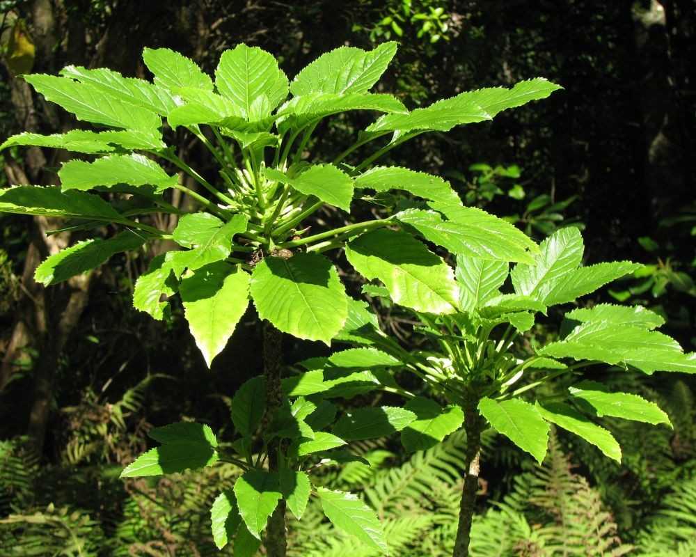 toromiro tree