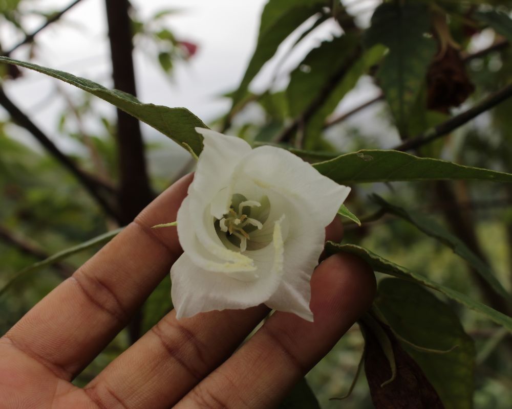 trochetiopsis erythroxylon