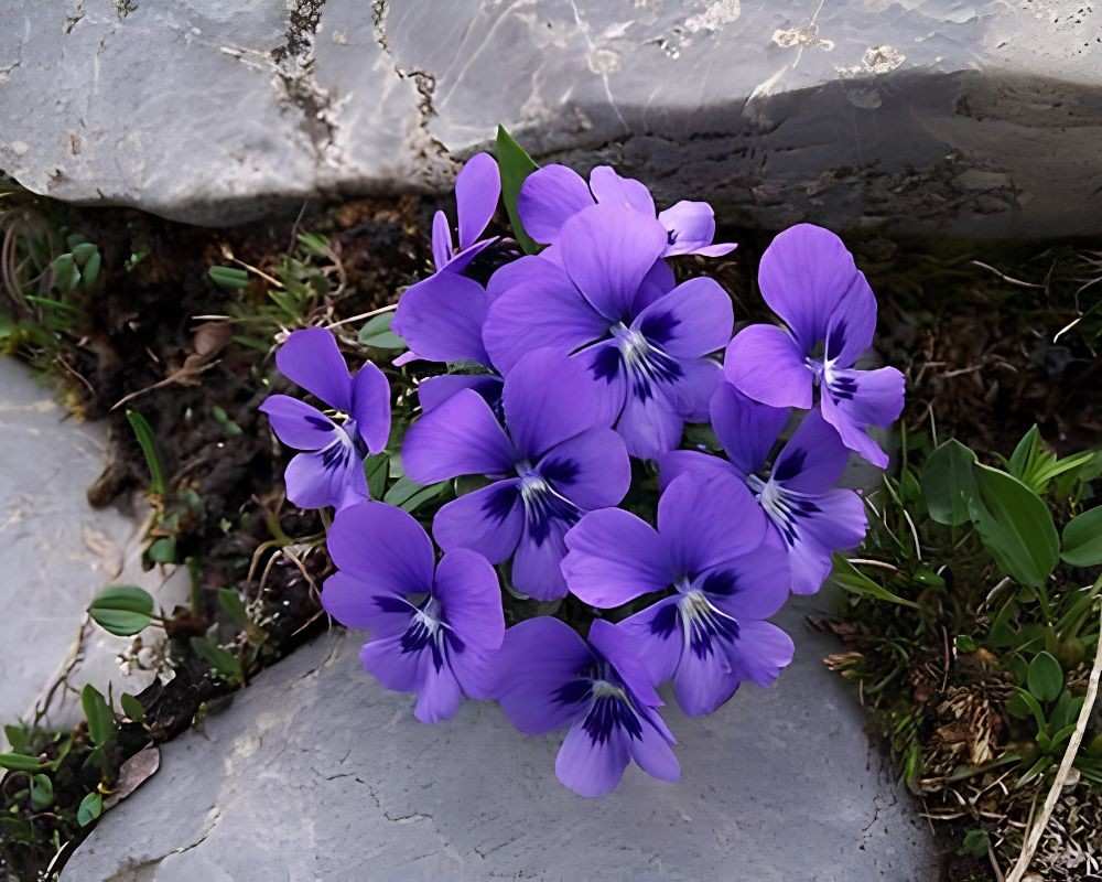wahlenbergia roxburghii